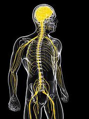 Conozcamos un poco más sobre el Sistema Nervioso Central